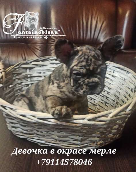 Щенки французского бульдога лилового, голубого, мерле окраса в Москве фото 18