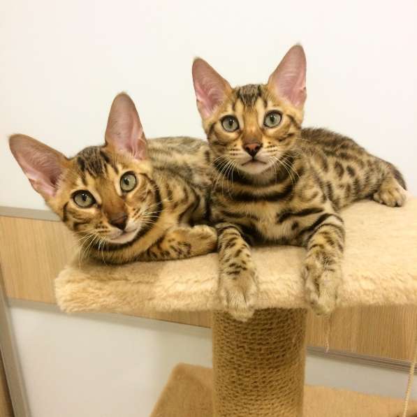Бенгальские котята в фото 12