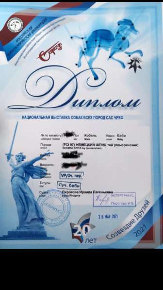 Щенок шпица в Волгограде