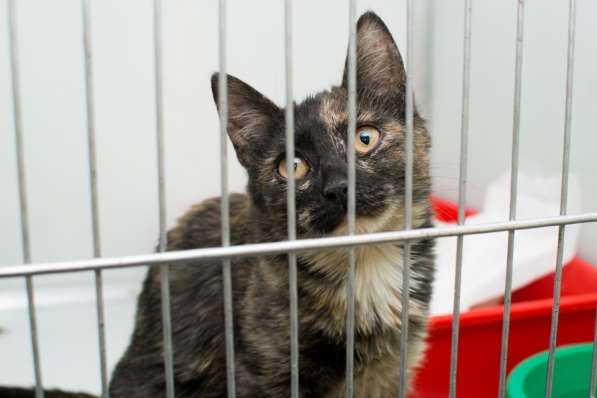 Скоро ли Катарина встретит своего хозяина? в Москве фото 3