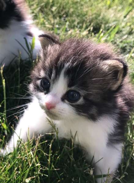 Котята в Санкт-Петербурге фото 5