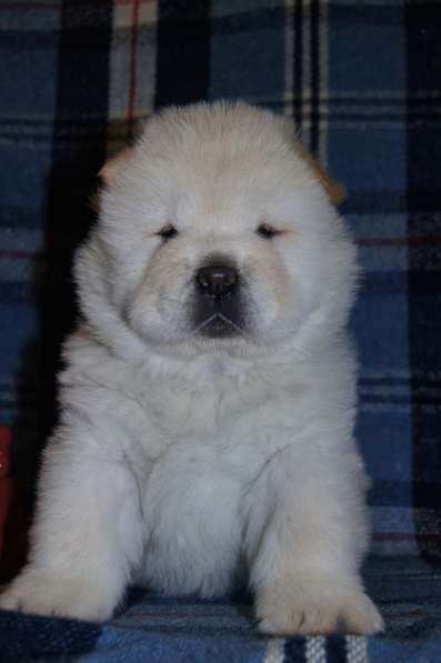 Щенки Чау-чау в Москве фото 12