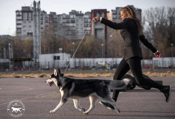 Siberian Husky from Multichampion Parents в Санкт-Петербурге фото 6