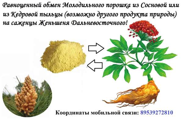 Продам кедровую пыльцу
