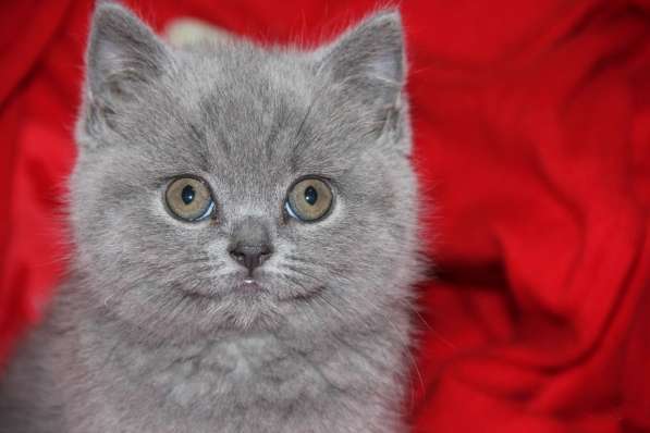 Британские котята голубого окраса в Санкт-Петербурге фото 6