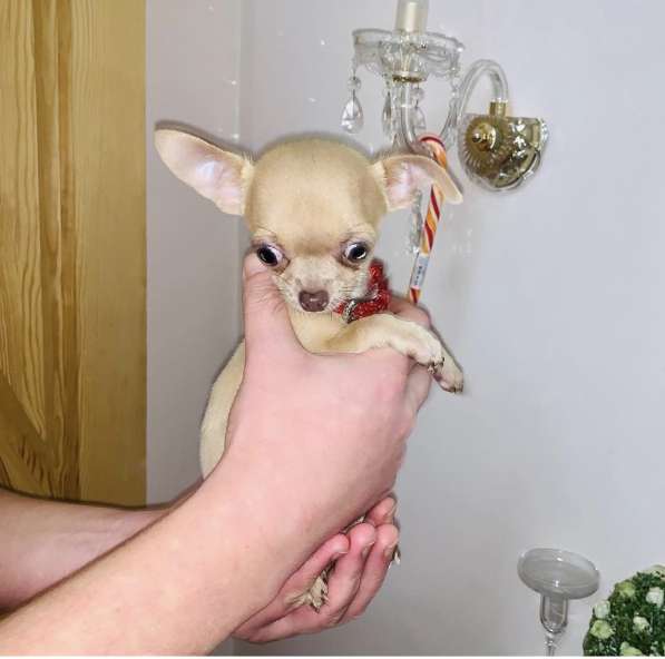 Chihuahua male super mini