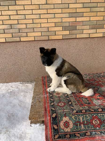 Акита в Ростове-на-Дону фото 90