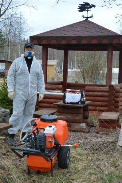 Уничтожение насекомых и грызунов. Сестрорецк в Сестрорецке фото 4
