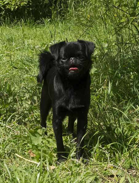 Великолепные щенки гриффона и пти-брабансона. Вязки в Москве фото 37