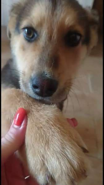 Классный щенок в Москве