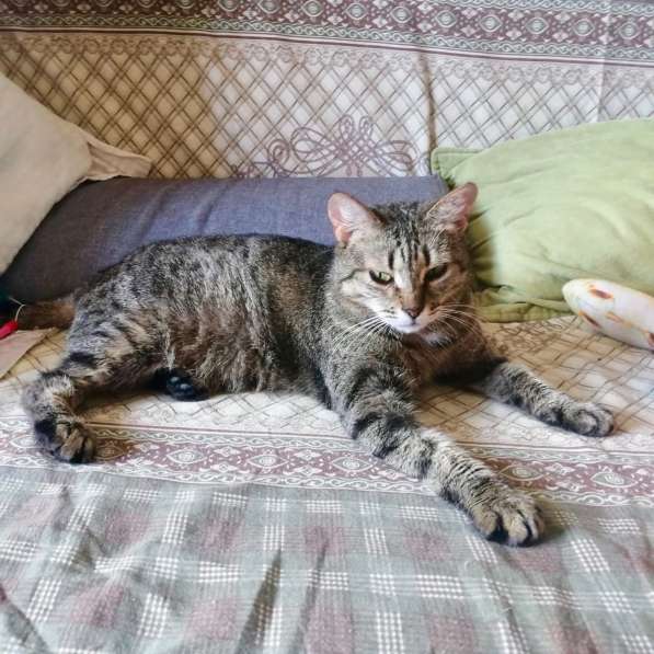 Алиса &mdash; беззащитное существо ищет дом в Москве фото 10