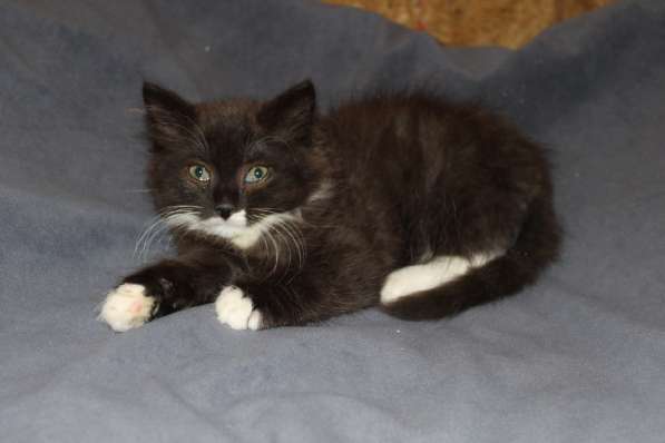 Зеленоглазая нежная красавица-кошка в Санкт-Петербурге фото 26