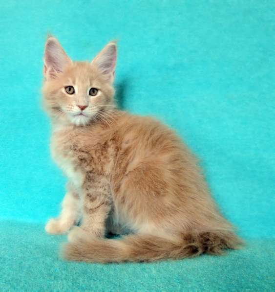 Котик мейн-кун из питомника в Екатеринбурге фото 7