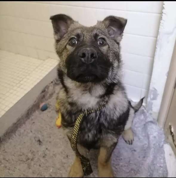 Очаровательный щенок ищет дом