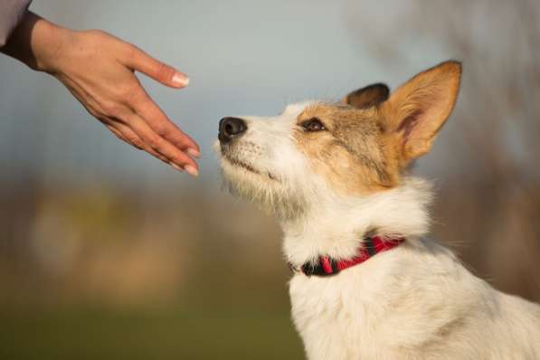 Белая пушистая компактная собачка в Санкт-Петербурге фото 17