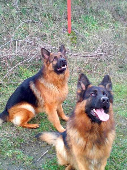 Отличный Кобель немецкой длинношерстной овчарки в Алуште фото 16