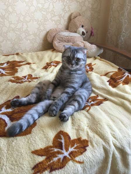 Отдам в добрые руки
