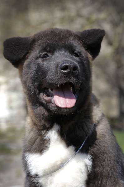 Щенки Американской Акиты