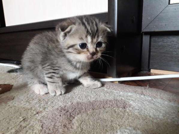 Котята скоттиш-фолды и -страйт в Саратове фото 11