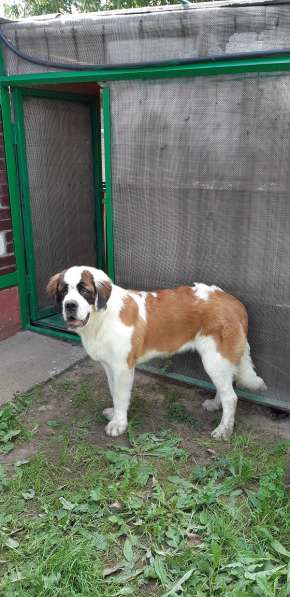 Щенки сенбернара в фото 32