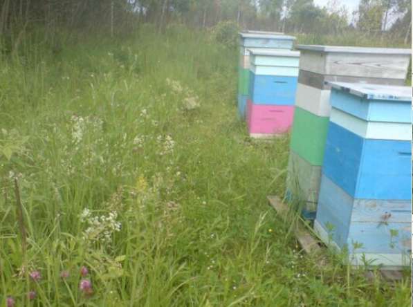Пчелосемья, пчелопакеты в Воронеже