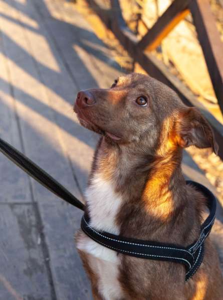 Рыжая собака Ижир в добрые руки