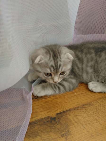 Продаются шотландские котята в Саратове фото 5