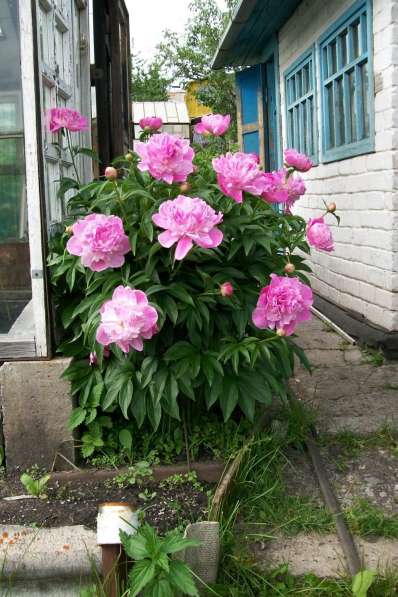 Продается сад в СНТ «Урал-5» в Миассе фото 3