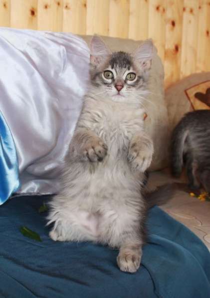 Серые мурлыки, котята в добрые руки в Калуге фото 29