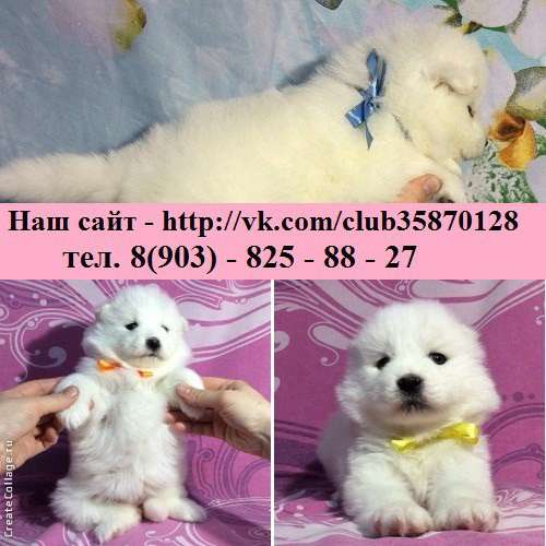 Щеночки самоедской лайки. самые очаровательные в Тюмени