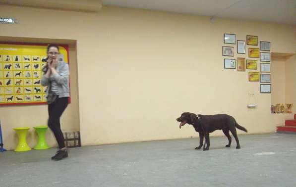 Дрессировка собак в Благовещенске и Белогорске