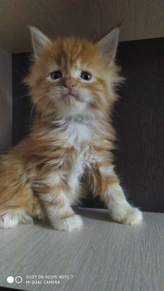 Котята Мейн-кун