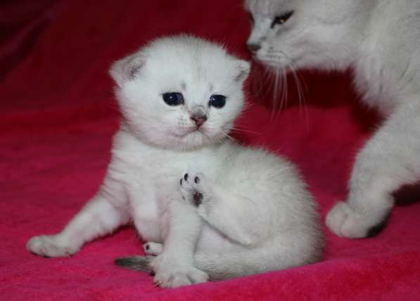 Котик Поль в Санкт-Петербурге фото 10