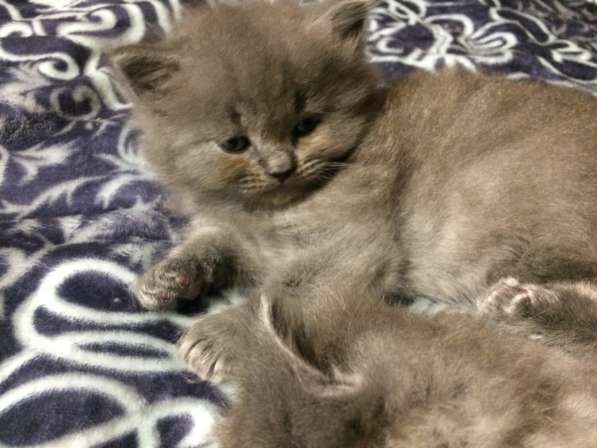 Котята в Тосно фото 15