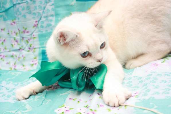 Голубоглазая кошечка в Лобне фото 7