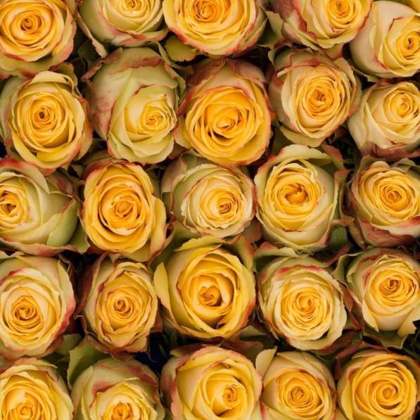 Розы из Эквадора по самым низким ценам в России в Москве фото 7