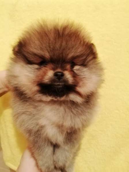 Pomeranian в фото 12