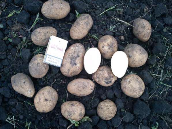 Картофель от 5 тонн в Кирово-Чепецке фото 3
