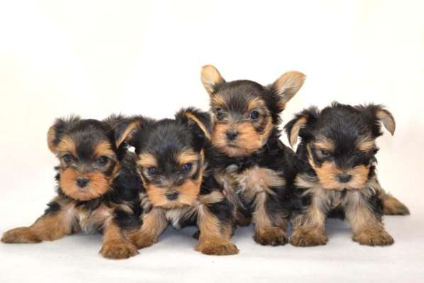Йоркширский терьер щенки в Москве