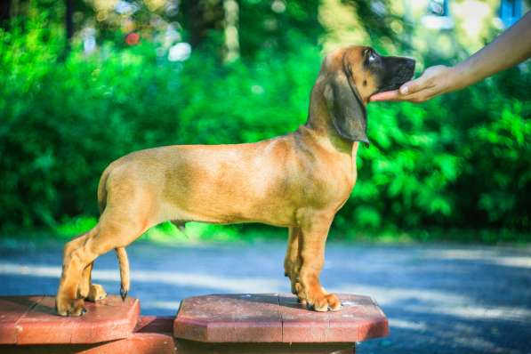 Bavarian mounten hound в фото 4