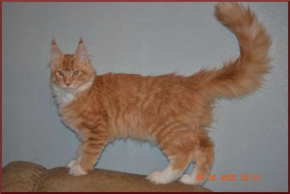 Роскошный черный котик мейн-кун из питомника в Астрахани фото 26