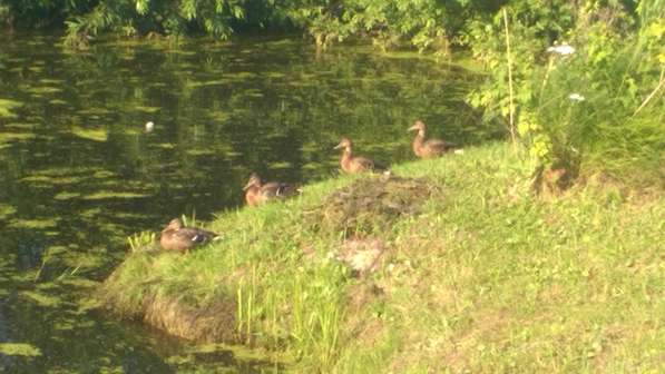 Дача 37 в Тюмени фото 3