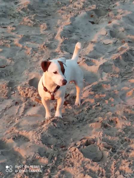 Вязка Джек Рассел в Москве фото 6