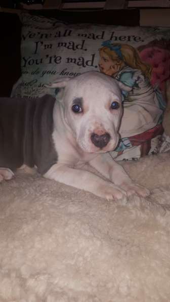 Красотка Амстаффа голубого окраса 3 месяца ркф в Москве фото 5