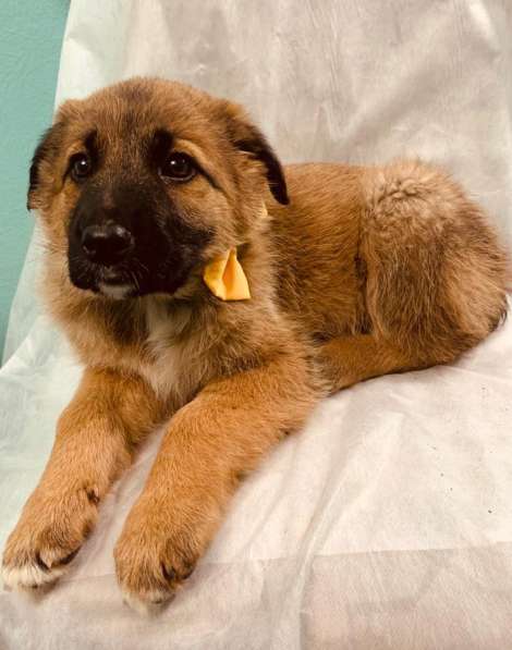 Лисички-сестрички! Рыженькие девочки ищут свои семьи! в Москве фото 13