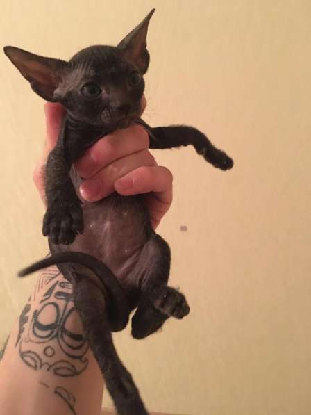 Канадский сфинкс в Санкт-Петербурге фото 4