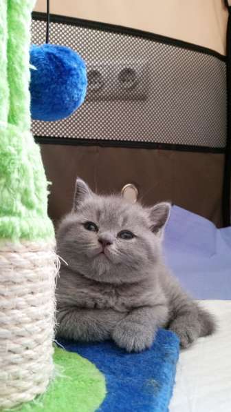 Британские короткошерстные котята в фото 18