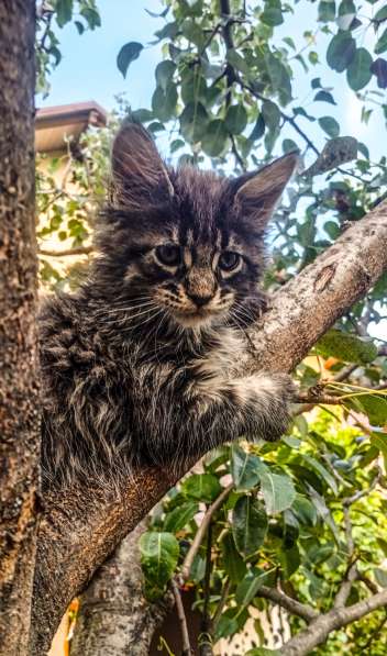 Котята породы Мейн Кун. Все документы в фото 5