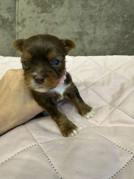 Йоркширский терьер цветной в Сургуте фото 6