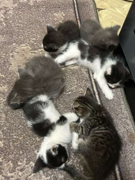 Котята 1 мес